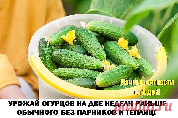 (50) Одноклассники