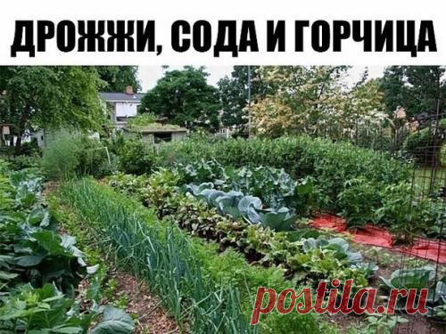 Дачно-огородные радости