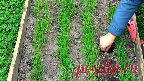 КОГДА САЖАТЬ ЛУК ПОД ЗИМУ?Осенняя посадка лука под зиму