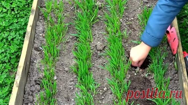 КОГДА САЖАТЬ ЛУК ПОД ЗИМУ?Осенняя посадка лука под зиму