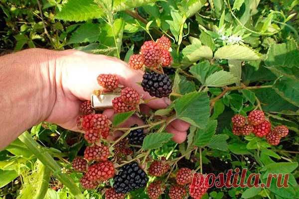 Ежевика Гай: описание сорта с фото, посадка и отзывы