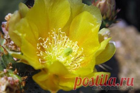 Крым. Мыс Плака. Опунция