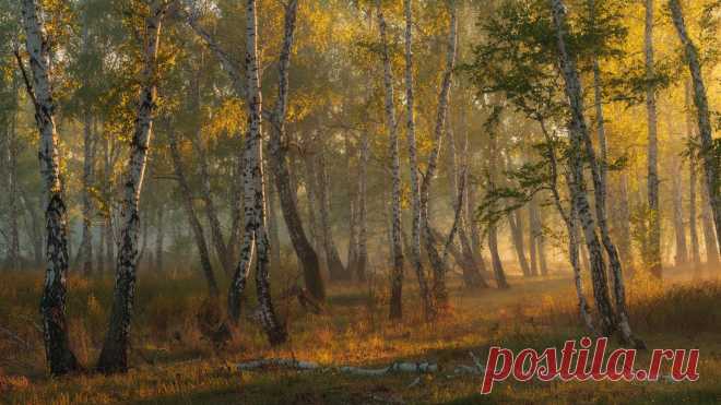 35PHOTO - marateaman - Весенняя нега. Берёзовая роща.