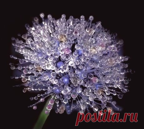 Утренняя роса на одуванчике