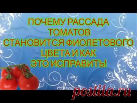 ЛИСТЬЯ ТОМАТОВ СТАЛИ ФИОЛЕТОВЫМИ. КАК ЭТО ИСПРАВИТЬ.
