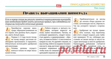 Правила выращивания винограда