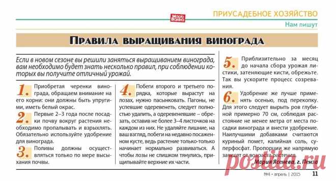 Правила выращивания винограда
