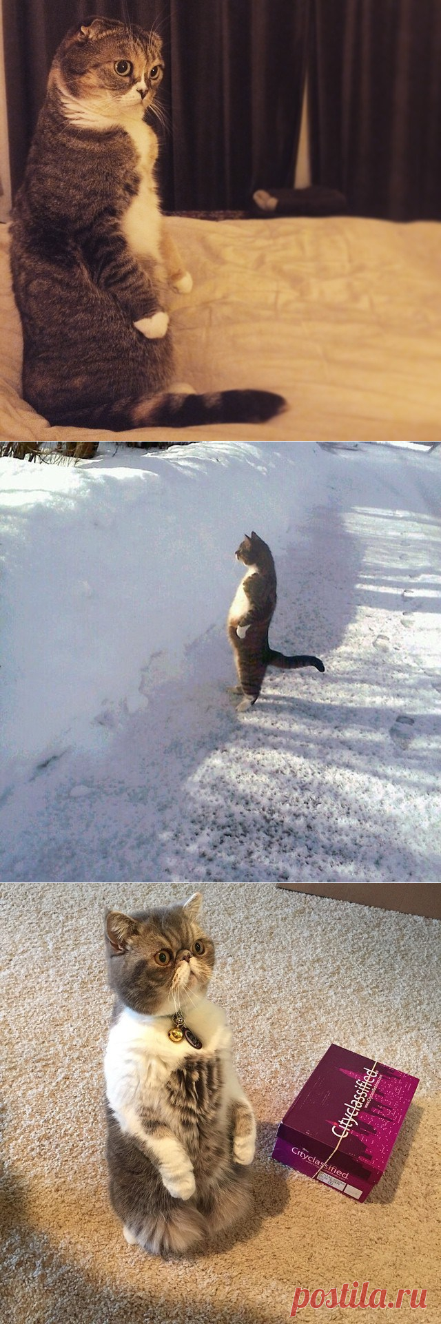 Эти коты уморительно подражают людям!