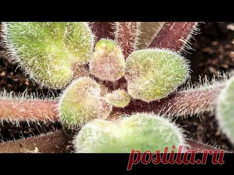 Три стадии заражения клещом центра фиалки (сенполии)