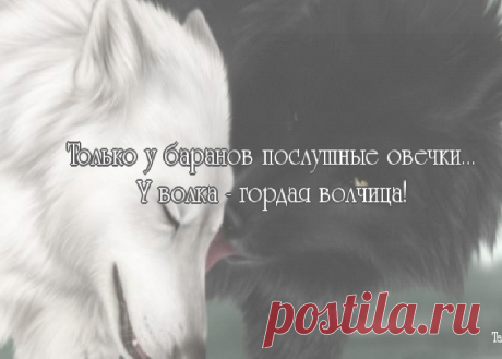 Плейкаст «ОДИНОКАЯ ВОЛЧИЦА!»