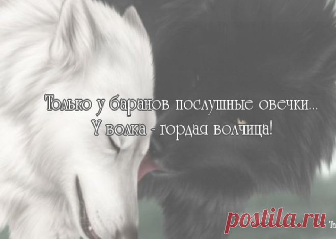 Плейкаст «ОДИНОКАЯ ВОЛЧИЦА!»