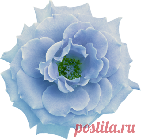 Tube Fleurs Bleues - .