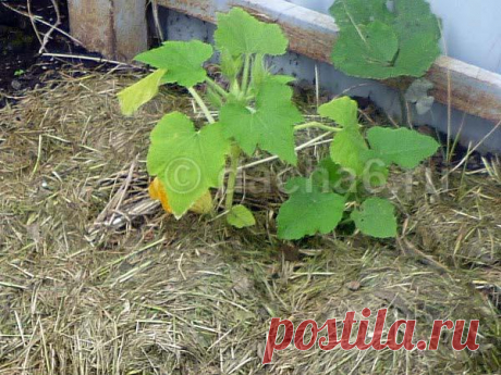 Чем подкормить кабачки в июне перед цветением