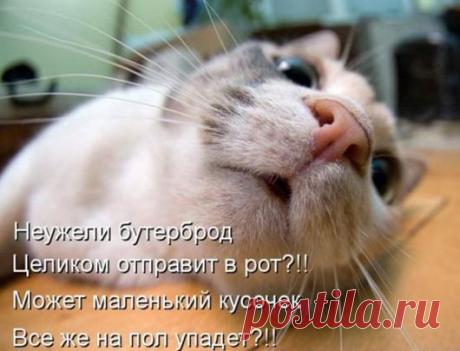 Минутка позитива от братьев наших меньших