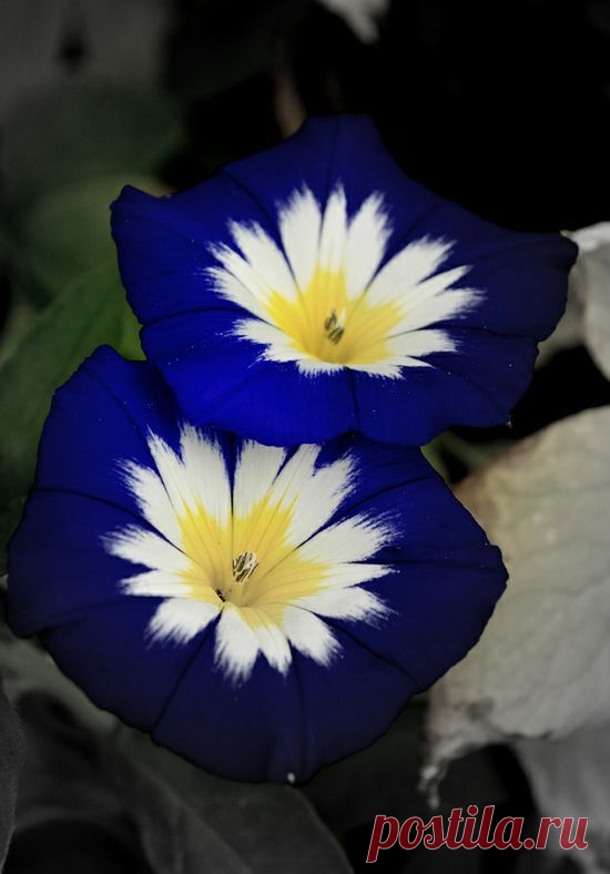 Медуница Blue Ensign. Morning Glory.