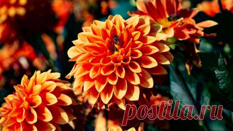 Георгины основное цветение 14.08.2019