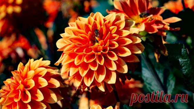 Георгины основное цветение 14.08.2019