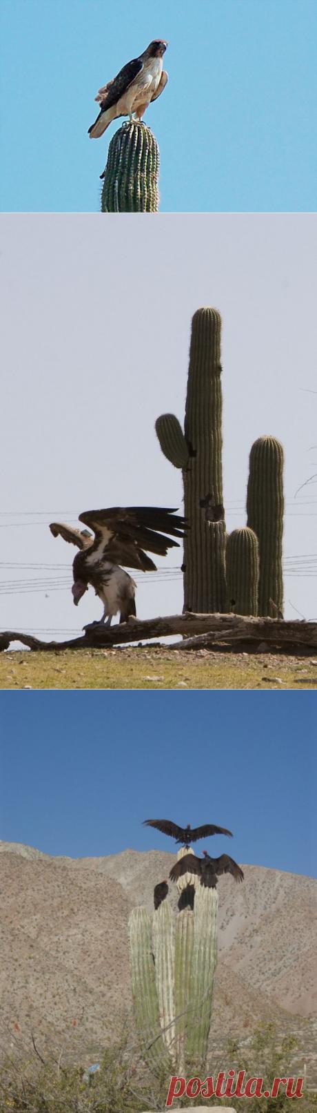 Кактус сагуаро: жизнь в пустыне - Наука и жизнь