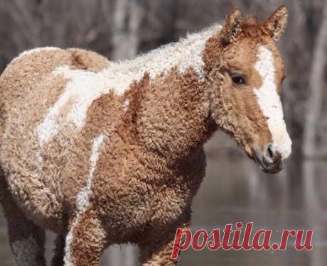 Необычная порода лошади — кучерявая забайкальская