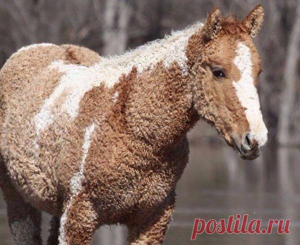 Необычная порода лошади — кучерявая забайкальская