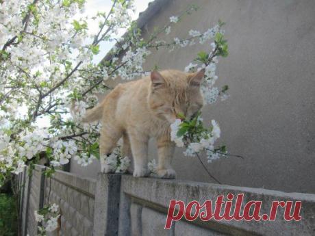Одноклассники