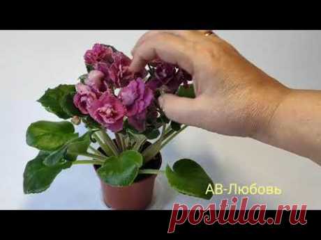 АВ-742 81.АВ-Кольцо с Рубином спорт.АВ-Любовь.АВ-Сердце Матери.АВ-Царевна Несмеяна