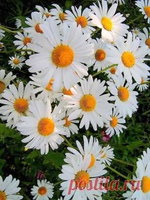 (50) Одноклассники