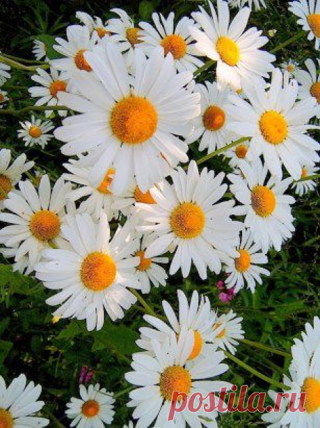 (50) Одноклассники