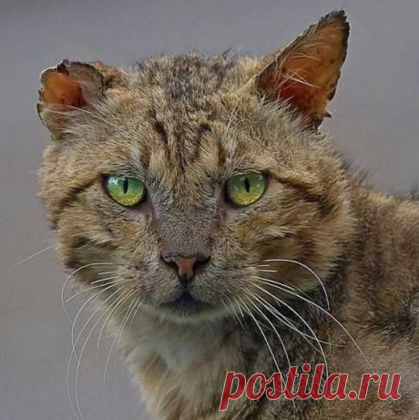 Боевые коты / Питомцы