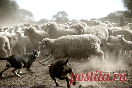 Country life in Australia by Jonathan May
