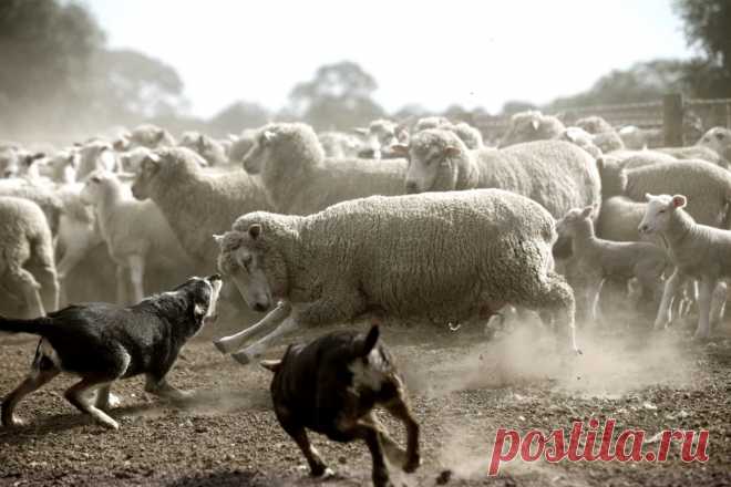 Country life in Australia by Jonathan May