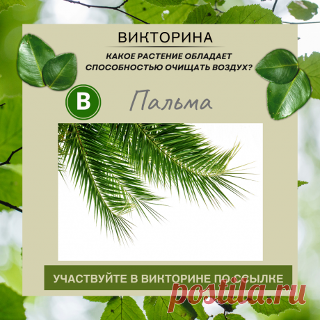 Какое растение обладает способностью очищать воздух? - Узнайте правильный ответ в нашей викторине по ссылке