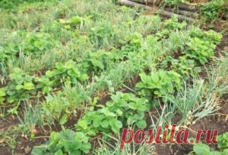 Три урожая с грядки, или как получить с участка максимум 
Есть специальные комбинации овощей, позволяющие собирать с грядки максимальный урожай, чередуя и уплотняя культуры. 

Земляника – чеснок – морковь
Землянику (некоторые ее называют клубникой) сажают о…