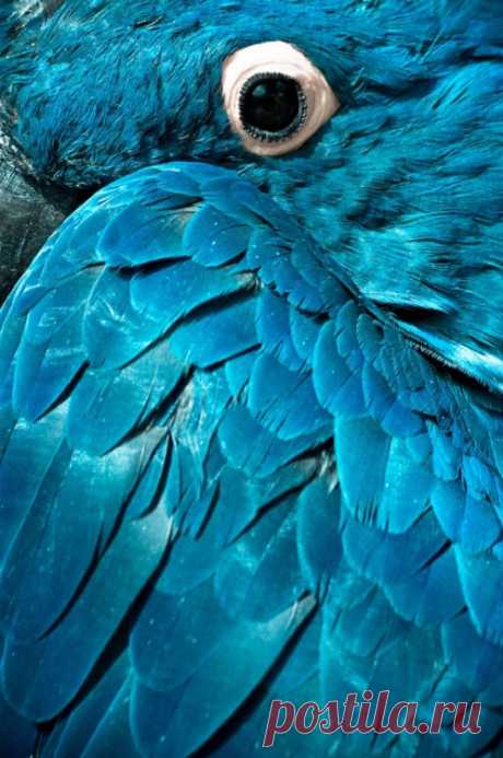 Life Is Beautiful — lalulutres: spix macaw