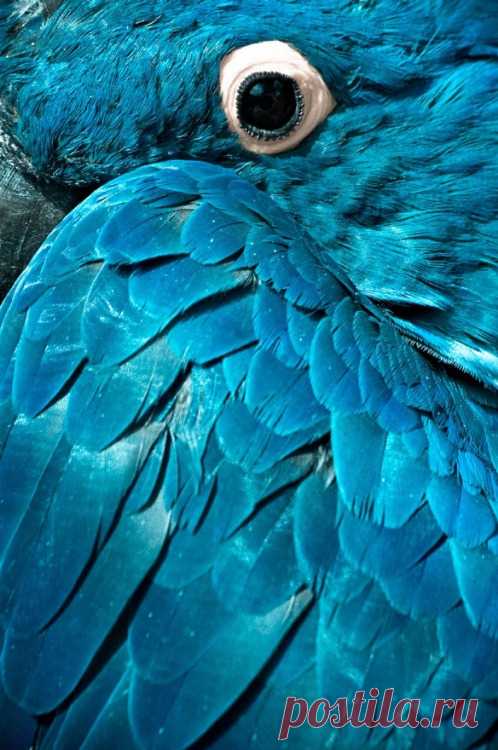 Life Is Beautiful — lalulutres: spix macaw