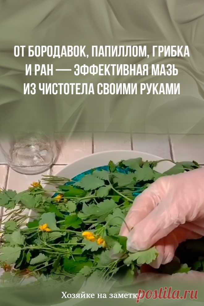 От бородавок, папиллом, грибка и ран — эффективная мазь из чистотела своими руками