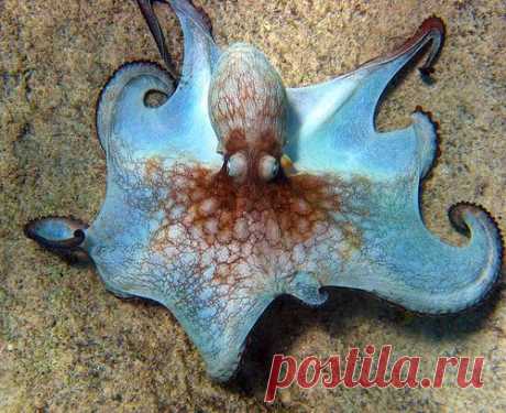 Coconut Octopus (Amphioctopus marginatus)