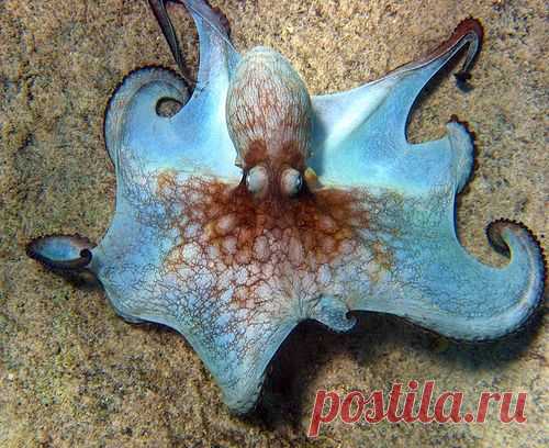 Coconut Octopus (Amphioctopus marginatus)