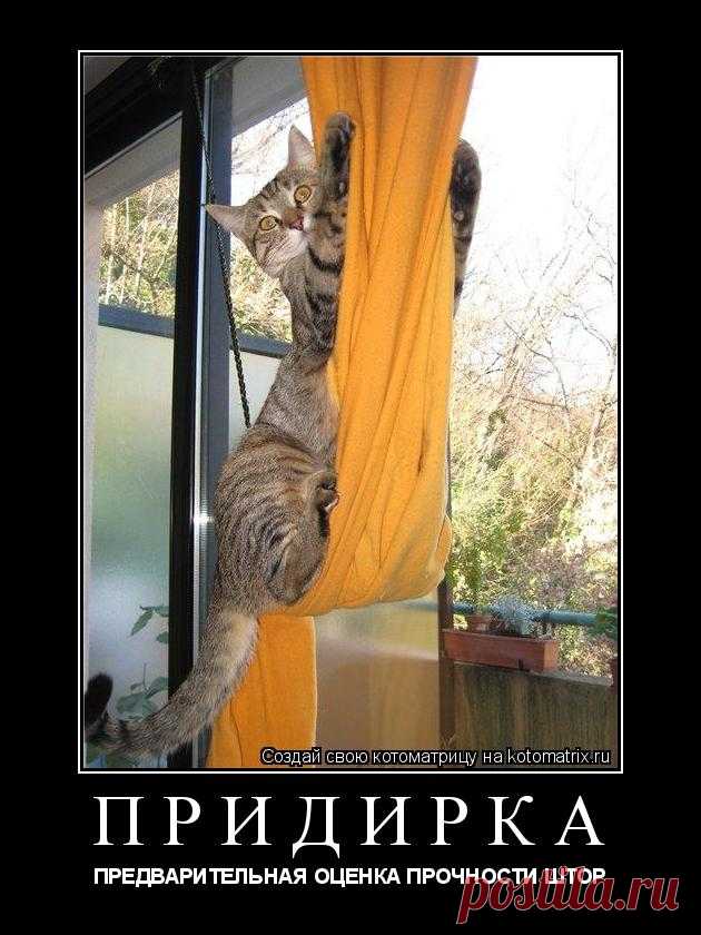 Котоматрица: Раздел 