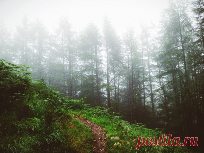 Потрясающий лес в Шеффилде - Путешествуем вместе