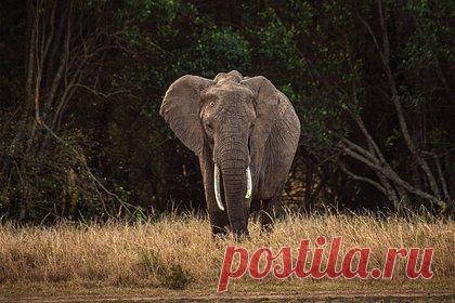 Слоны затоптали отправившегося на пикник мужчину. В Индии стадо диких слонов насмерть затоптало мужчину, отправившегося с друзьями на пикник. Нападение произошло в популярном месте для отдыха в лесном заказнике Амоси, штат Ассам. Житель деревни Намгаон Нипул Бордолой с несколькими приятелями приехали в Амоси, чтобы устроить пикник 26 декабря.