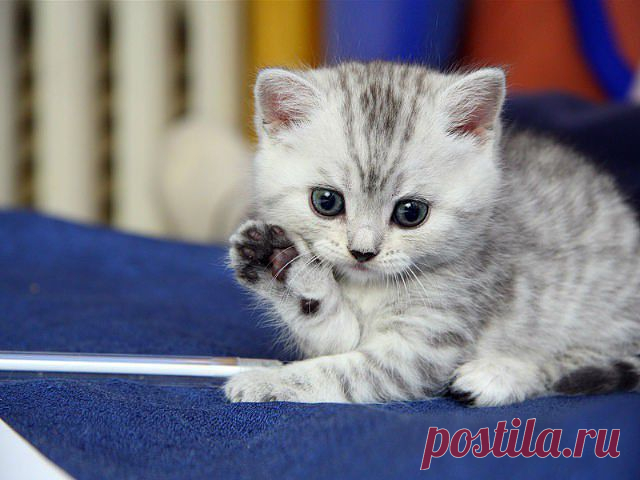 Как отучить кота метить территорию и избавиться от запаха!