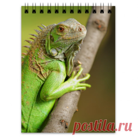 Игуаны очень интересные ящерицы. Многие из них растительноядны. Но все Игуаны хорошо плавают. Некоторых содержат как домашних питомцев.