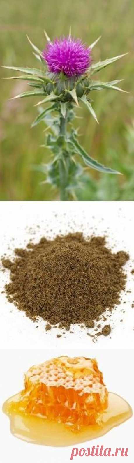 Особенности применения расторопши: шрот, масло, мед, БАД