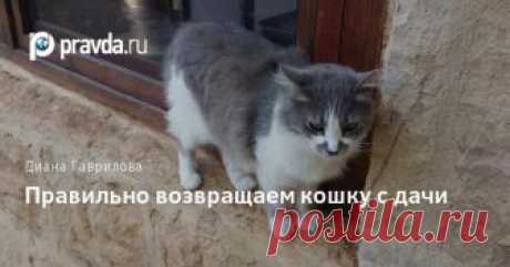 Правильно возвращаем кошку с дачи - Советы кошатникам Новость о том, как помочь кошке более комфортно пережить возвращение в квартиру после окончания дачного сезона.