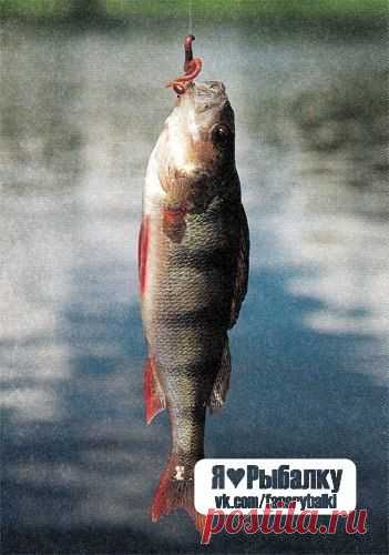 вот странная вещь -  рыбалка. Зачем надо на червя плевать? что, на морально униженного червяка рыба лучше ловится? / Богатая добыча