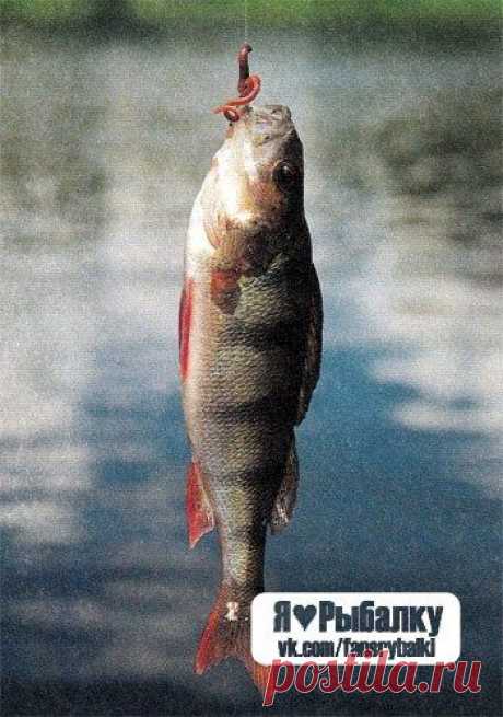 вот странная вещь -  рыбалка. Зачем надо на червя плевать? что, на морально униженного червяка рыба лучше ловится? / Богатая добыча