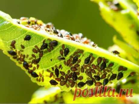 25 СПОСОБОВ ИЗВЕСТИ ТЛЮ

Подручными средствами

1. Водкой. Для обработки пойдет самая дешевая. Все, что нужно, так это налить ее в пульверизатор и опрыснуть растения.
2. Кока-колой. Использовать так же, как и водку.
3. Хозяйственным мылом: 200 г растворить в 10 л воды.
4. Нашатырем: 1 ст. ложку развести в 10 л воды.
5. Кальцинированной содой: 1 ст. ложку растворить в 1 л воды. Добавить 40 г хозяйственного мыла.
6. Золой: 200–300 г залить 5 л крутого кипятка, остудить, проц...