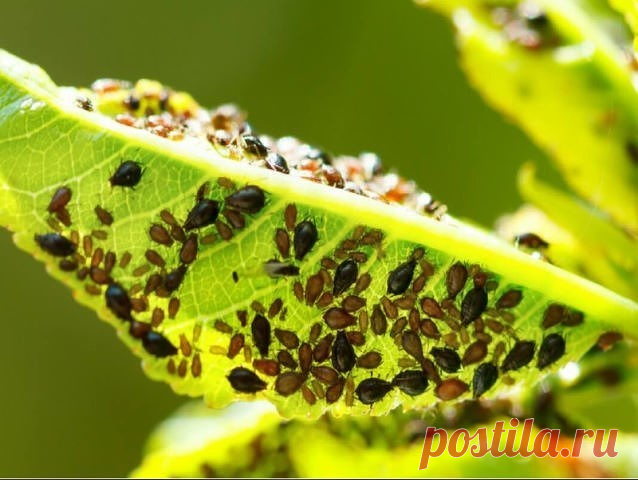 25 СПОСОБОВ ИЗВЕСТИ ТЛЮ

Подручными средствами

1. Водкой. Для обработки пойдет самая дешевая. Все, что нужно, так это налить ее в пульверизатор и опрыснуть растения.
2. Кока-колой. Использовать так же, как и водку.
3. Хозяйственным мылом: 200 г растворить в 10 л воды.
4. Нашатырем: 1 ст. ложку развести в 10 л воды.
5. Кальцинированной содой: 1 ст. ложку растворить в 1 л воды. Добавить 40 г хозяйственного мыла.
6. Золой: 200–300 г залить 5 л крутого кипятка, остудить, проц...