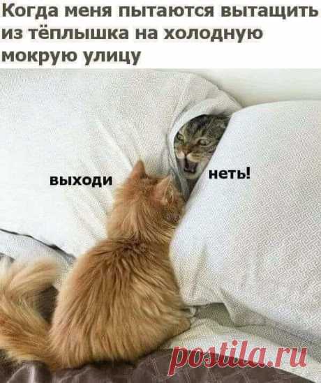(5) Facebook